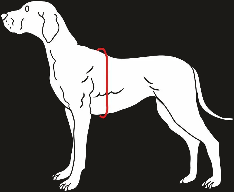 Side view of a standing dog with the barrel measurement marked around the rib cage behind the front shoulders