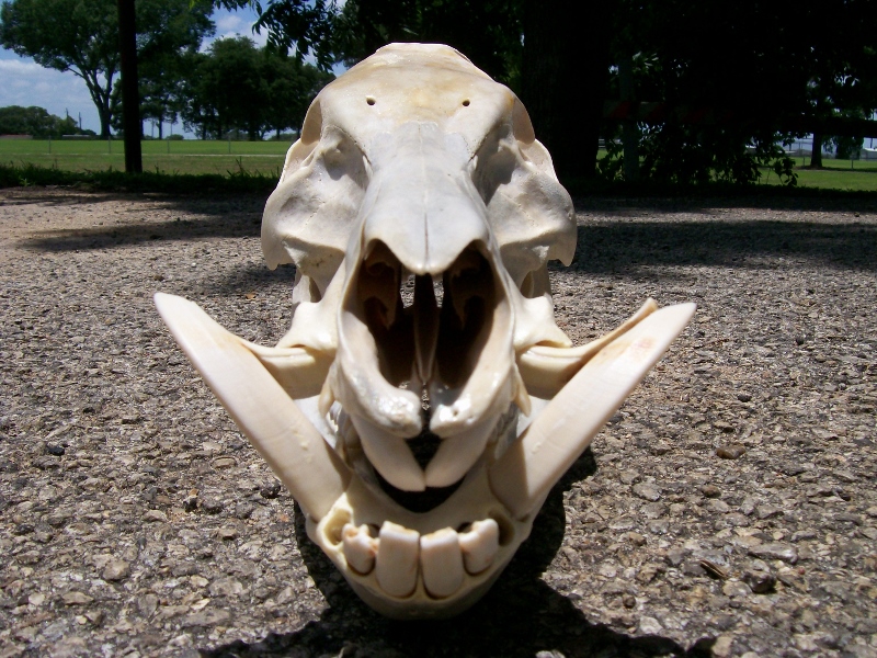 hog-skull-800x600-.jpg